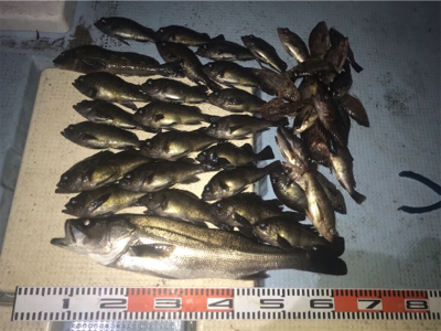 ボートメバル☆