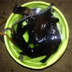 つ抜け逆ギレリベンジ