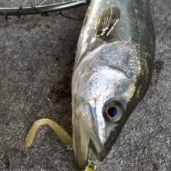 シーバスデイゲーム