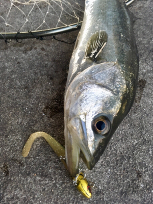 シーバスデイゲーム