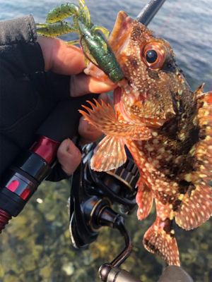 極寒ロックフィッシュ