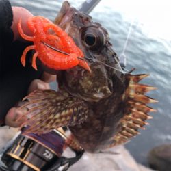 極寒ロックフィッシュin桜島