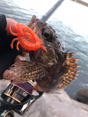 極寒ロックフィッシュin桜島