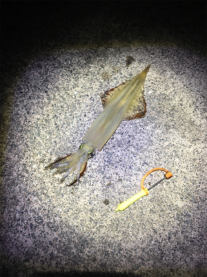 ヤリイカ釣行