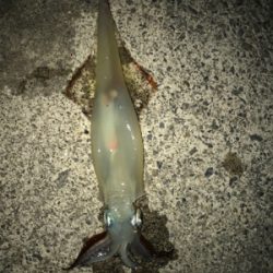 なんとかヤリイカ・・