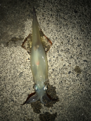 なんとかヤリイカ・・