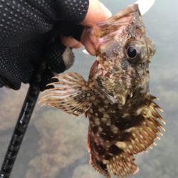 小雨の中のロックフィッシュ