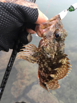 小雨の中のロックフィッシュ