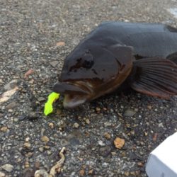 今シーズンベスト根魚!