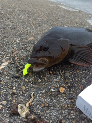 今シーズンベスト根魚!