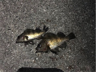 なぜか夜光虫いっぱい…