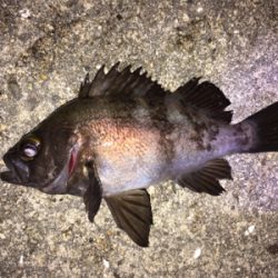 明石でメバリング