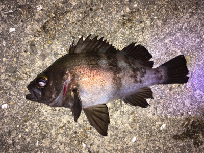 明石でメバリング