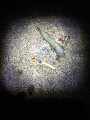 ヤリイカ釣行