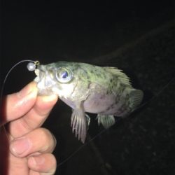 新天地を求めて