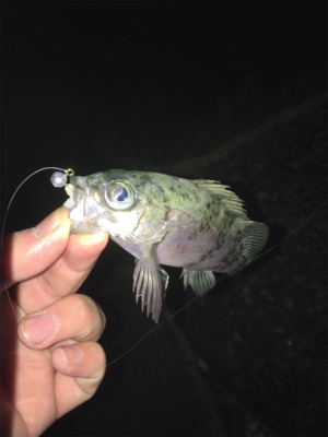 新天地を求めて