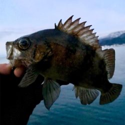 久々の良型メバル