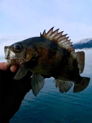 久々の良型メバル