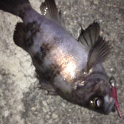 大蔵海岸でメバリング