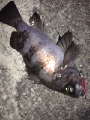 大蔵海岸でメバリング