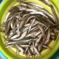 ワカサギフィーバー