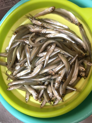 ワカサギフィーバー