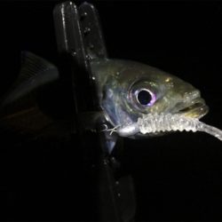 シブ過ぎでしょ〜