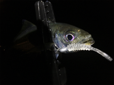 シブ過ぎでしょ〜