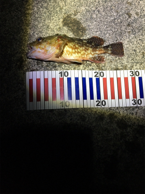 ガッシーは裏切らない