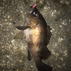 朝から釣りをする。