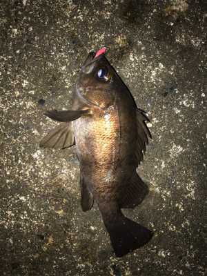 朝から釣りをする。