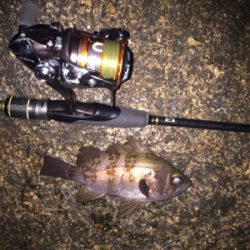 相変わらず渋いが‥。