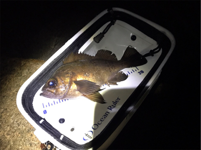 そろそろ上向き？