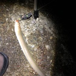 ハゲ狙い新規開拓