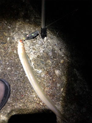 ハゲ狙い新規開拓