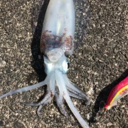 真冬の見えイカgetヽ(´▽｀)/