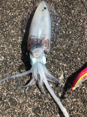 真冬の見えイカgetヽ(´▽｀)/
