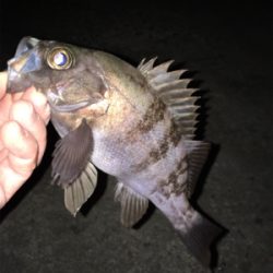 渋すぎ…メバリング