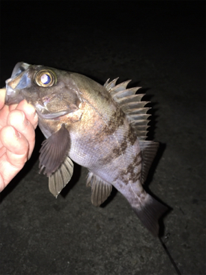 渋すぎ…メバリング