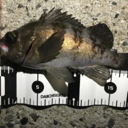 記録更新できました