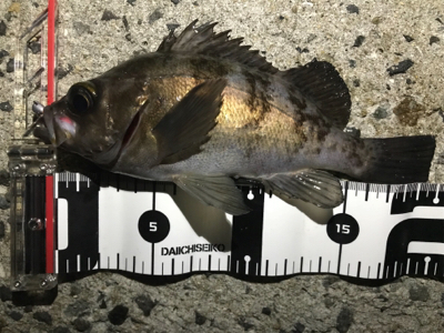 記録更新できました