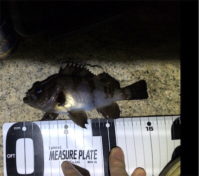 メバルには会えました