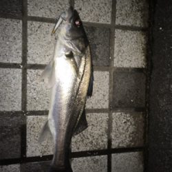 シーバス釣行①