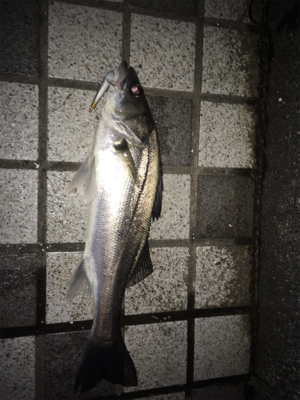 シーバス釣行①