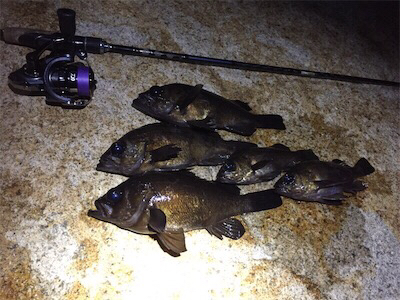 良型メバル登場