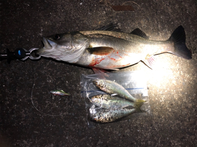 コノシロパターンでシーバス70cm