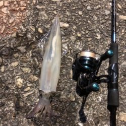 イカ釣りイカナイト