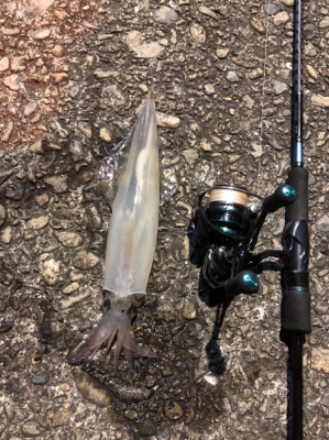 イカ釣りイカナイト