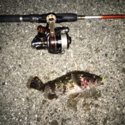 メバル狙いのはずが