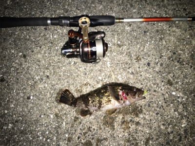 メバル狙いのはずが